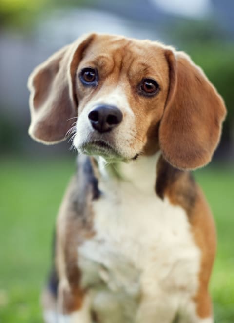 a dog sitting in the grass at Haven at Congaree Pointe 55+ Apartments, Columbia, SC 29209