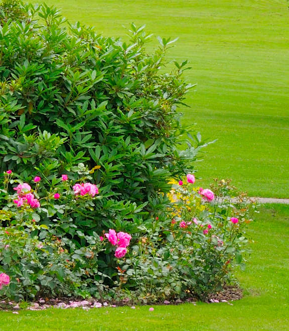 A garden with green grass and bushes.
