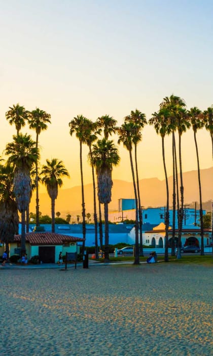 a row of palm trees in front of a beach