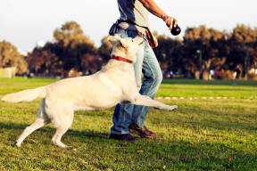 Man and dog walking in the park in Canoga Park, California