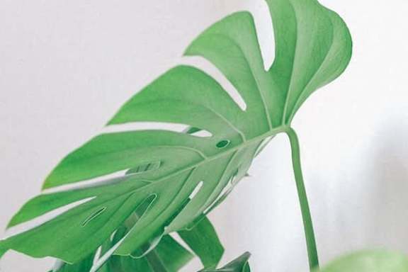 A green leaf with white stripes on it.