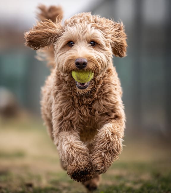 A brown dog is running with a green ball in its mouth.