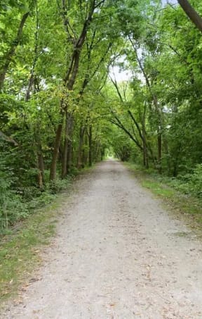 a dirt road with trees on both sides