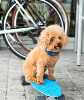 a dog sitting on a skateboard on the sidewalk