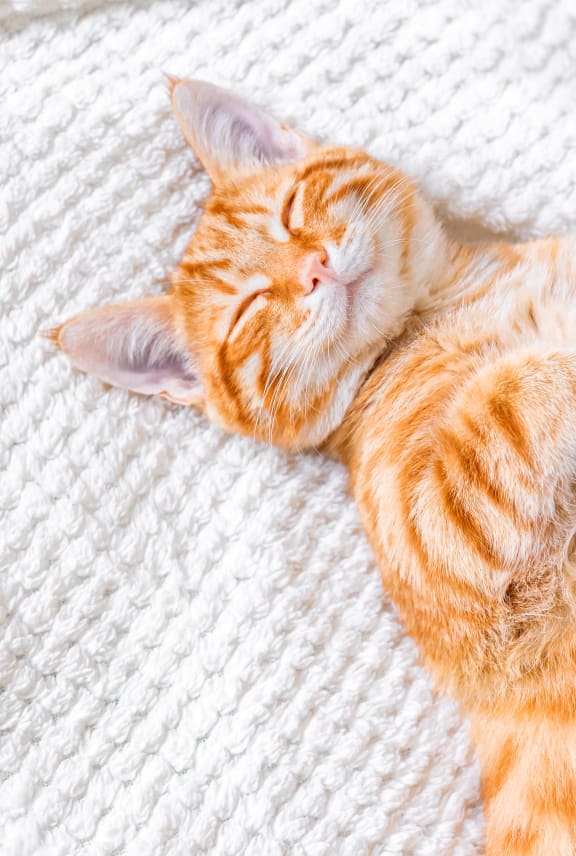 an orange cat sleeping on a white blanket