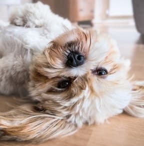 A small dog lying comfortably on the floor.