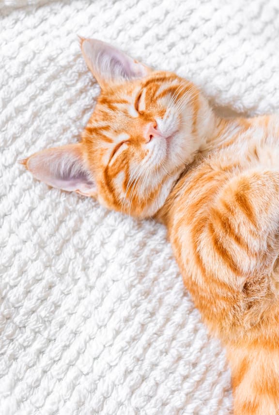 an orange cat sleeping on a white blanket