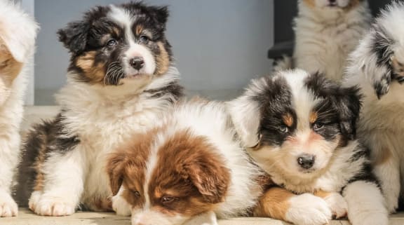 a group of dogs together