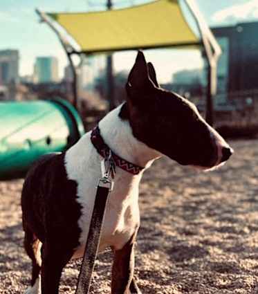 a black and white dog standing on a field next to a green playground