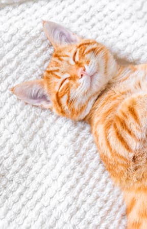 an orange cat sleeping on a white blanket