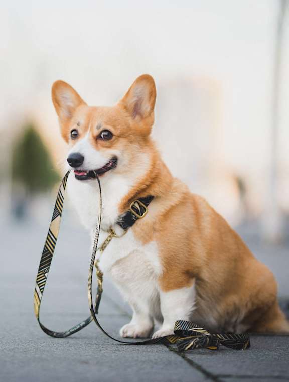A corgi is sitting on the ground with a leash in its mouth.