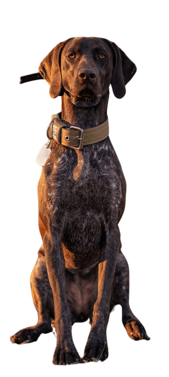 A dog with a collar and a tag is sitting.
