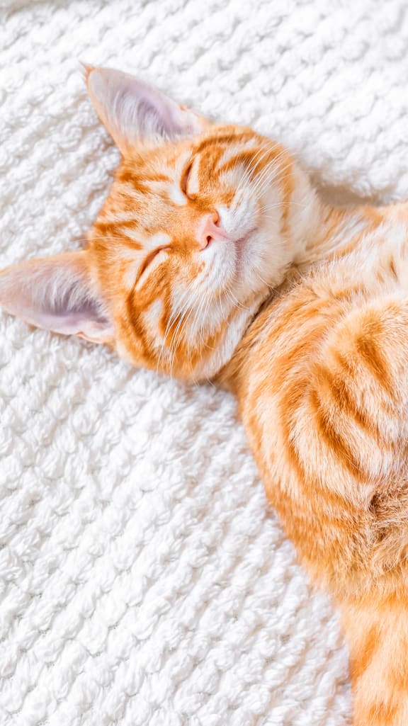 an orange kitten sleeping on a white blanket