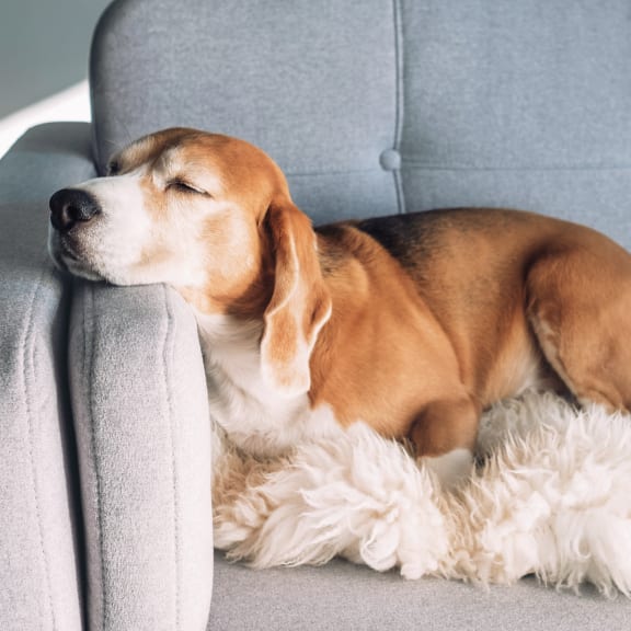 a beagle dog sleeping on a couch at Gateway, Chico, CA