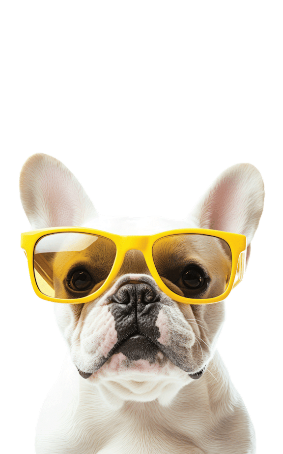 A dog wearing yellow sunglasses.