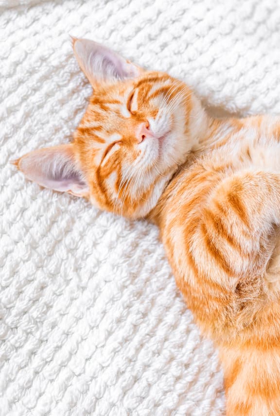 an orange cat sleeping on a white blanket