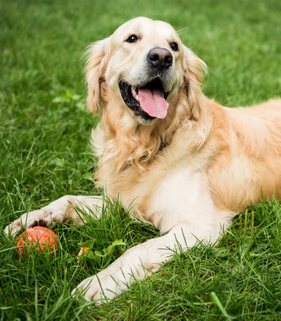 A golden retriever laying on the grass with an orange ball at Aspire Upland Apartments, Upland, California, 91786