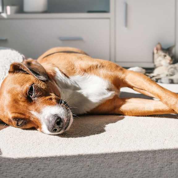 A dog is lying on a rug in a room.