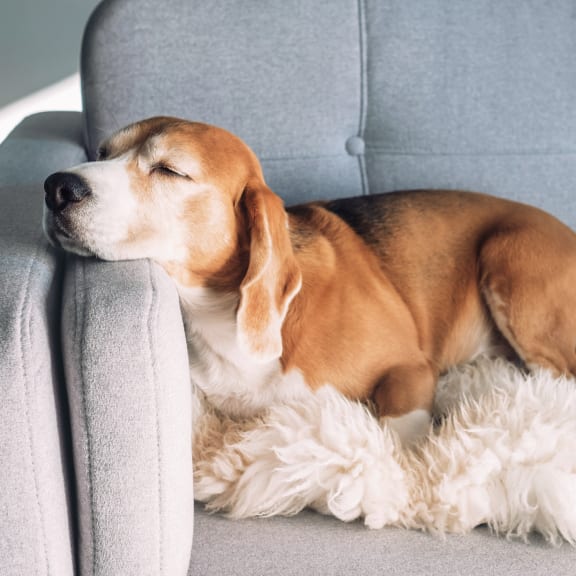 dog on a blanket at Enve, Seattle, WA 98102