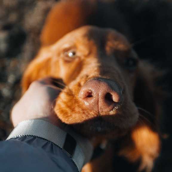 A dog resting its head in a hand at pet friendly apartments in Everett.