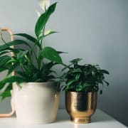 three potted plants and a mirror on a white desk