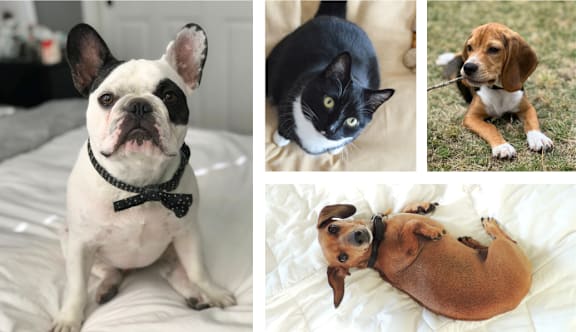a collage of dogs and cats sitting on a bed