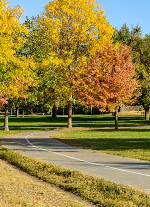A tree with orange leaves stands next to a tree with yellow leaves.