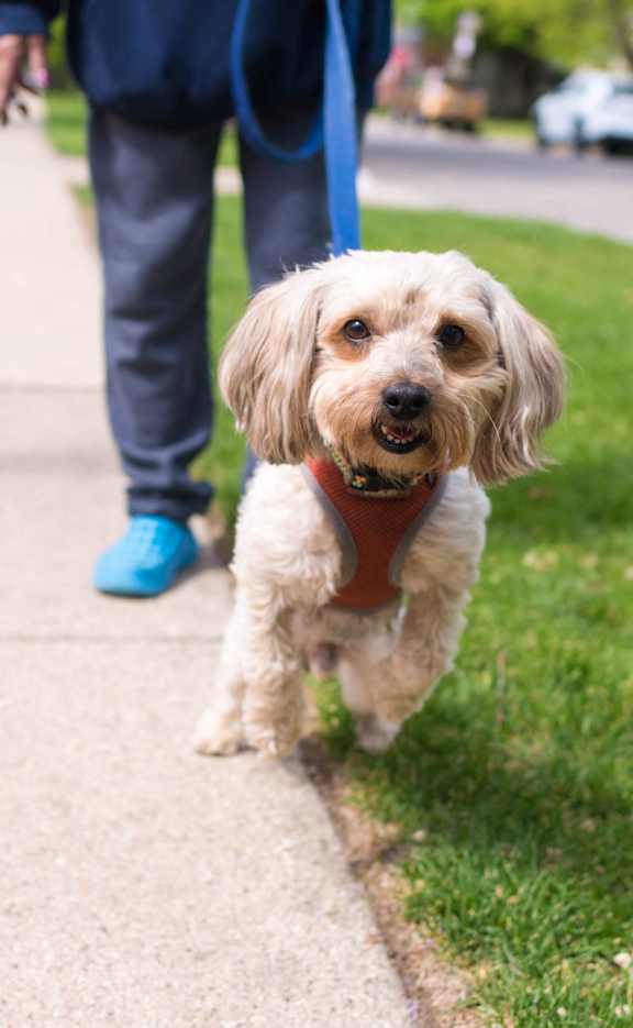 a person walking a dog on a sidewalk