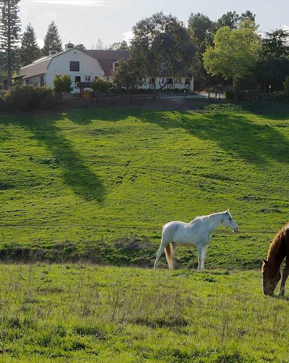 Three horses grazing in a green field with a house in the background.