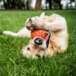 a dog laying on its back with a ball in its mouth