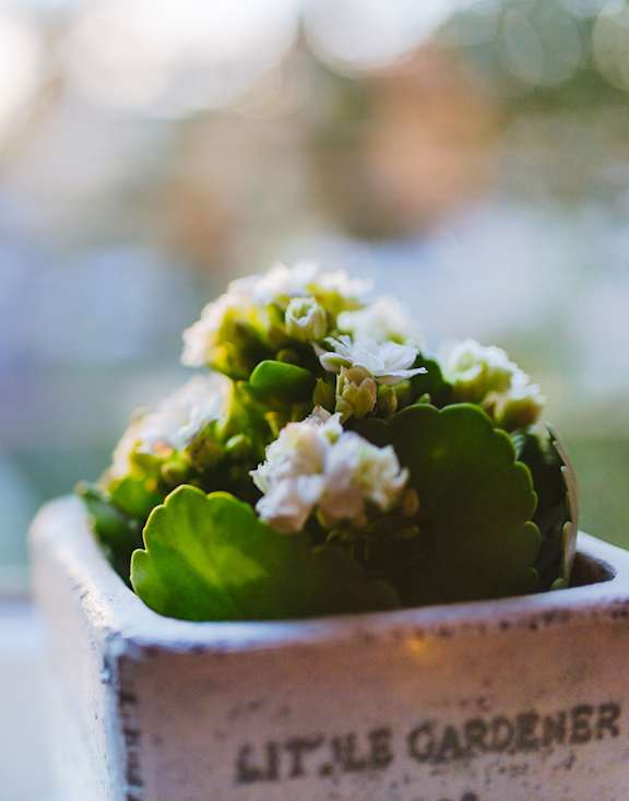 A small potted plant with the words "Little Gardener" on the side sits on a windowsill.