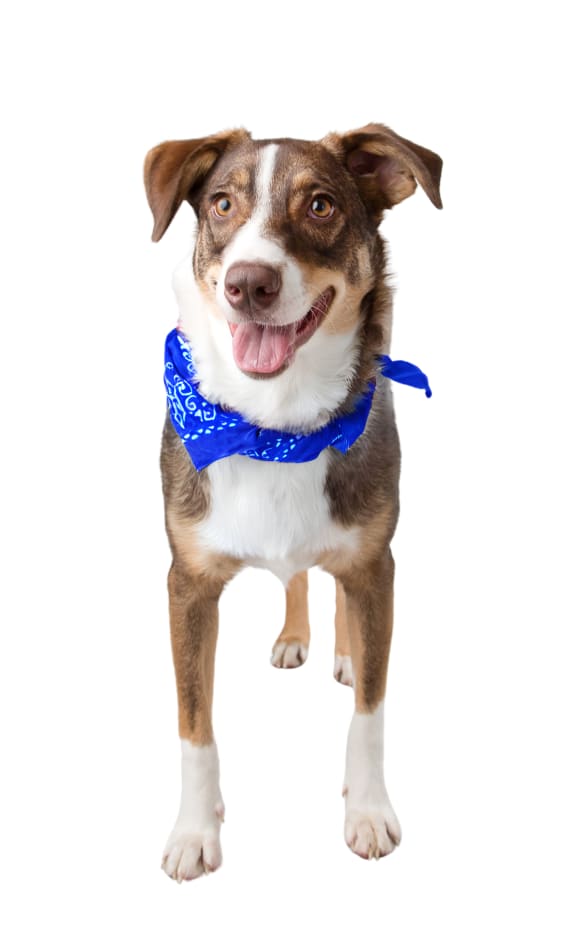 a black and white dog with its mouth open  at Woodcreek Apartments, Cary, 27511
