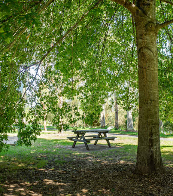 A tree with a picnic table underneath it.at Normandy Hill Apartments, Virginia, 22304