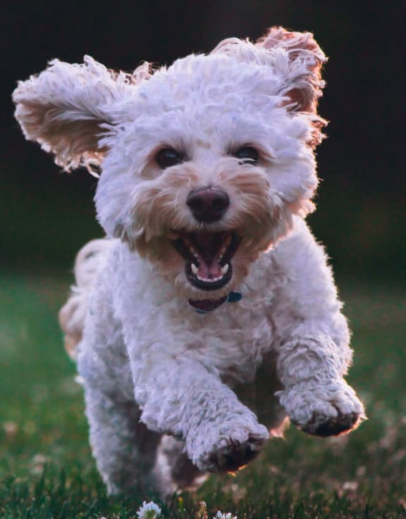 a white dog running through a grassy field
