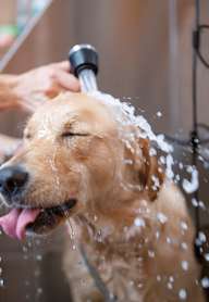 A dog is being bathed with water running from a hose.