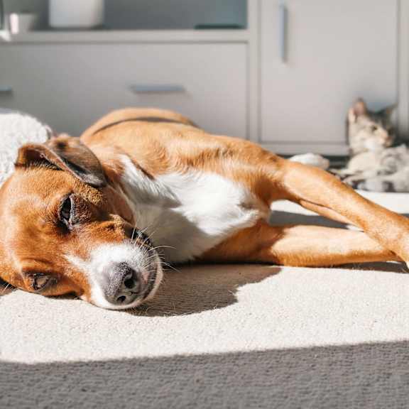 A dog is lying on a rug in a room.