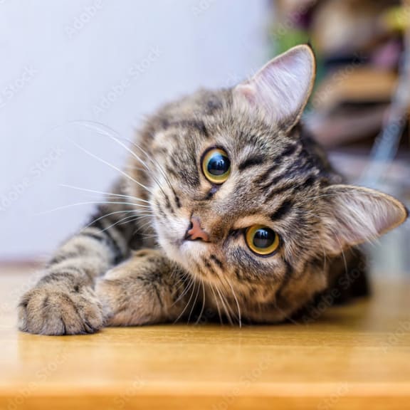Cat  at Dryden, Texas, 77346