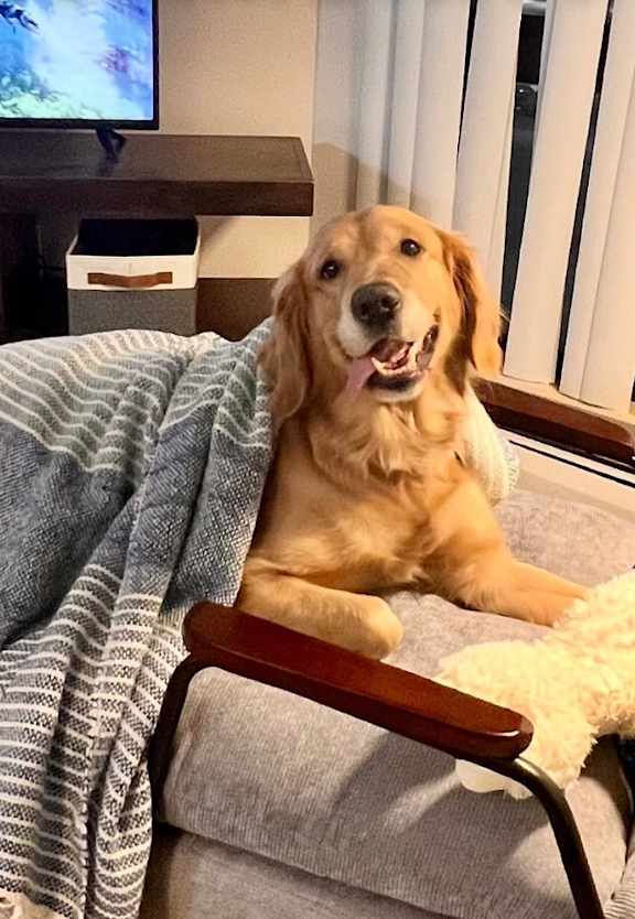 A dog is sitting on a chair with a blanket and a stuffed toy, in front of a television.