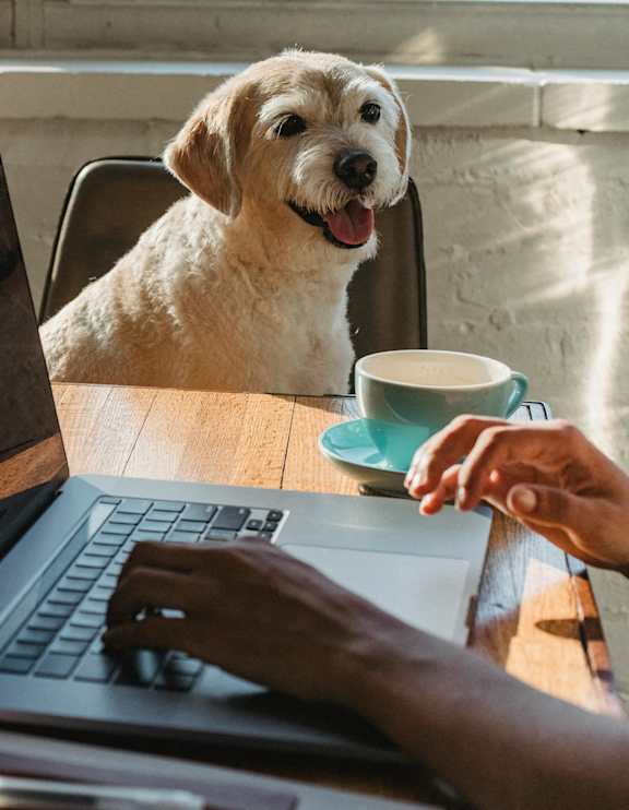 a person working on a laptop with a dog sitting at a table