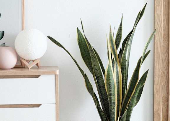 A white plant sits in a white pot on a wooden stool.