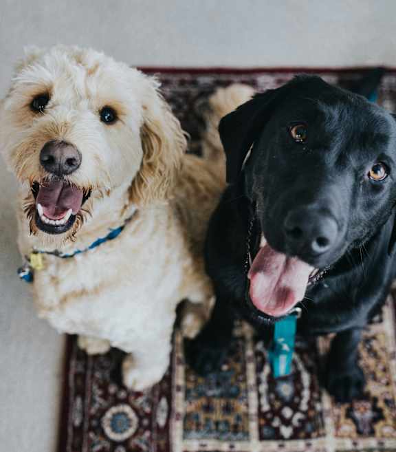 Two dogs sitting on rug at Brickside Heights, Millcreek, Utah