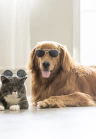 a dog and a cat wearing sunglasses laying on the floor at Legacy at Cibolo, Boerne, TX, 78006