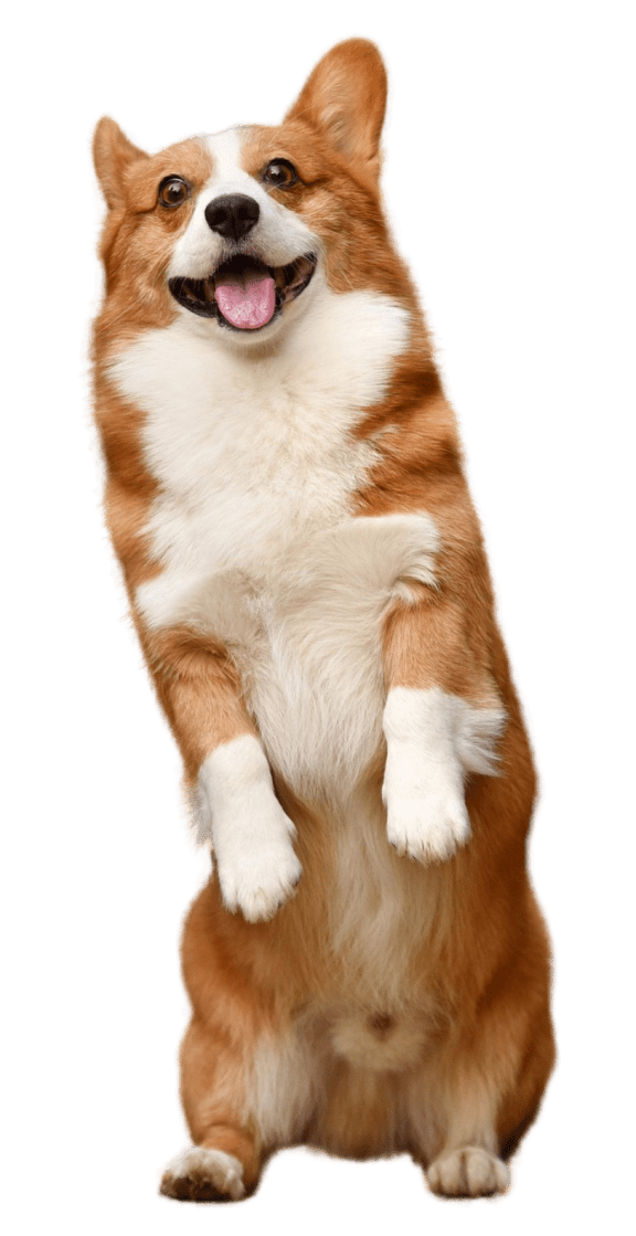 a brown and white dog standing on its hind legs