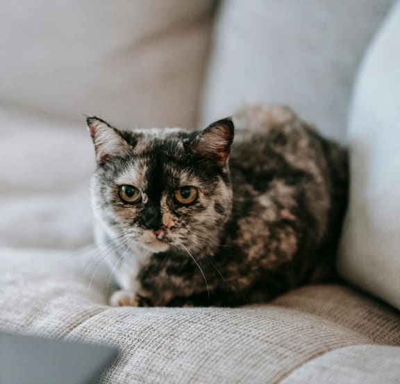 Cat Laying on a Bed at East 51 At Rocketts Landing, Richmond, 23231