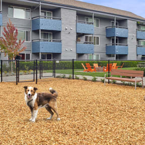 outdoor dog park at 3030 Lake City, Seattle, 98125
