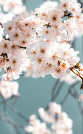 A branch of cherry blossoms with white flowers.