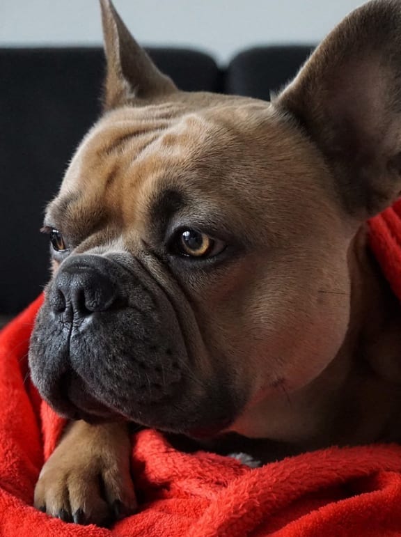A relaxed dog resting on a cozy couch with a red blanket.