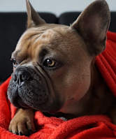 A dog relaxing on a couch with a blanket in a comfortable home setting.