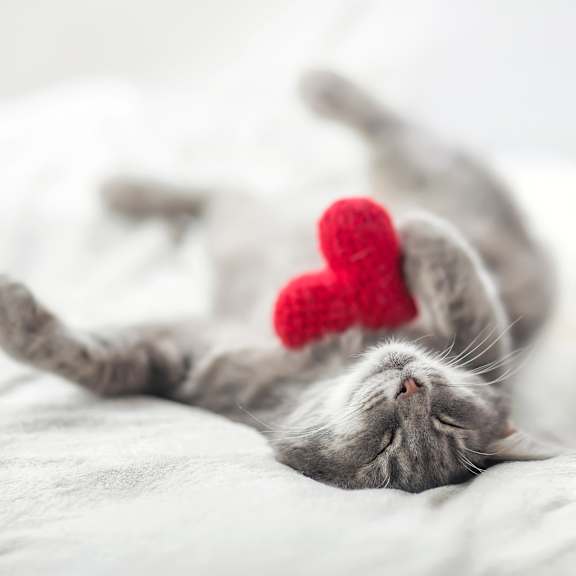 A cat and a dog are lying on a bed with red heart-shaped objects in their mouths.
