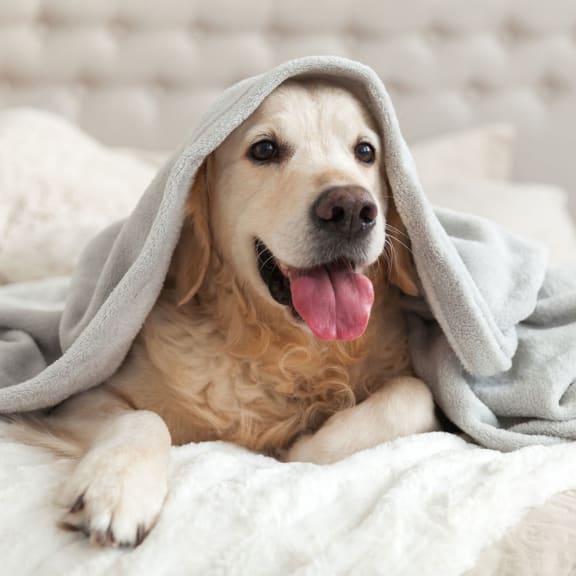 Dog Sitting